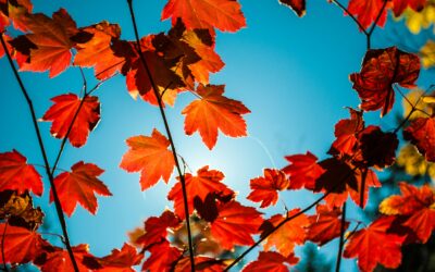 Hello Autumn! 🍂